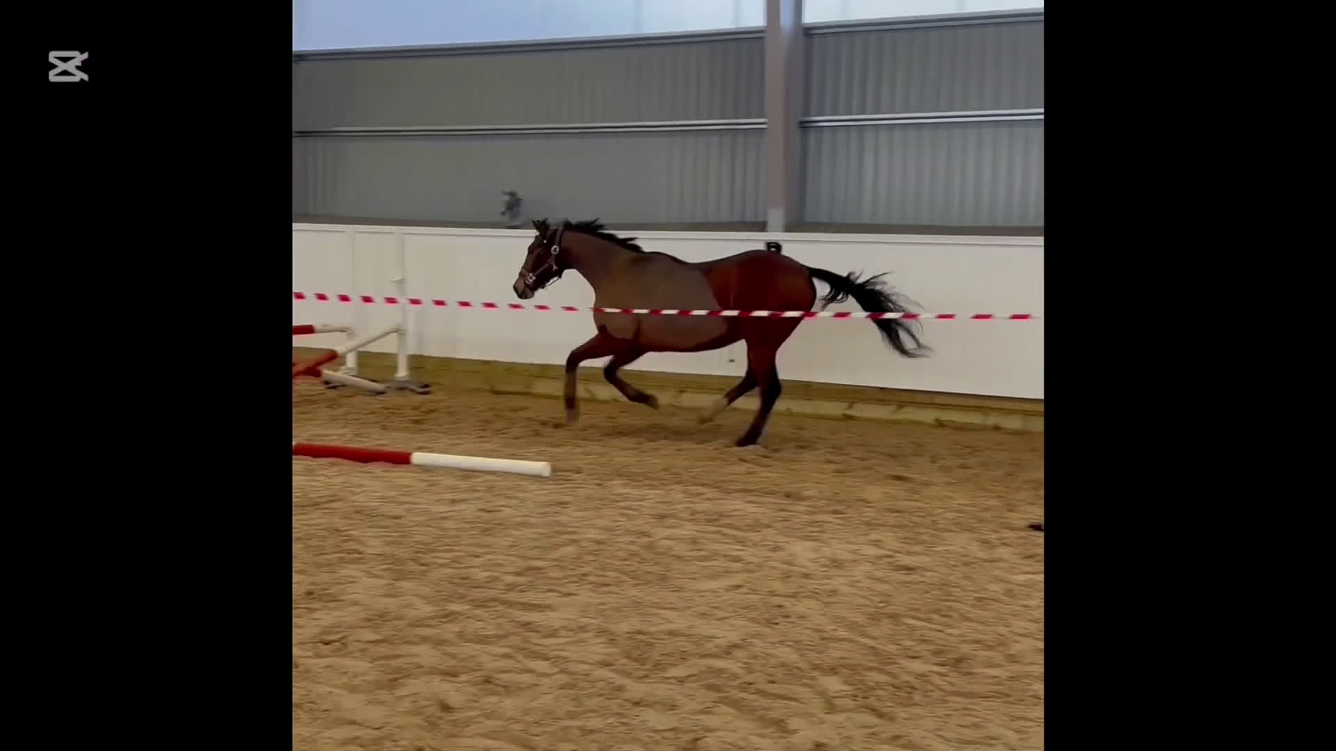 Allround hästar till salu: Drömhästen i Mjölby - Video 3