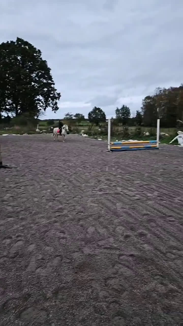 Hoppning hästar till salu: Läromästare/rosettplockare i Bergkvara - Video 3