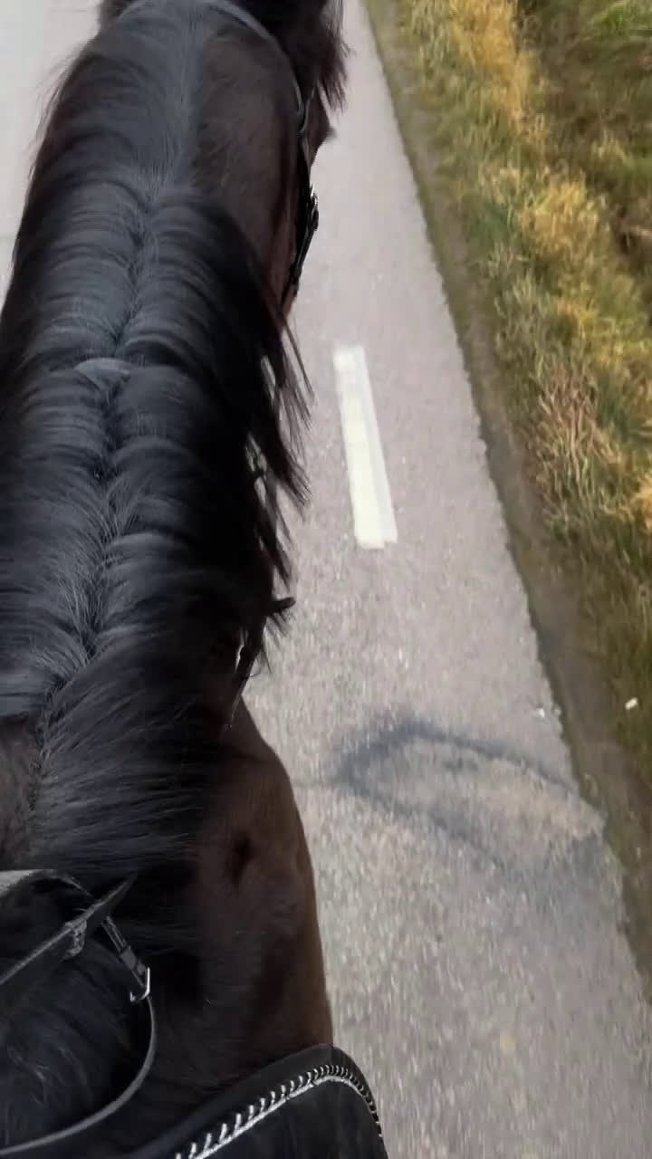 Övrigt hästar till salu: En häst med hjärta av guld - Video 2