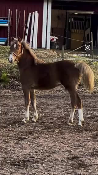 Allround hästar till salu: Ettårssto Welsh Partbred/ Ridponny - Video 1
