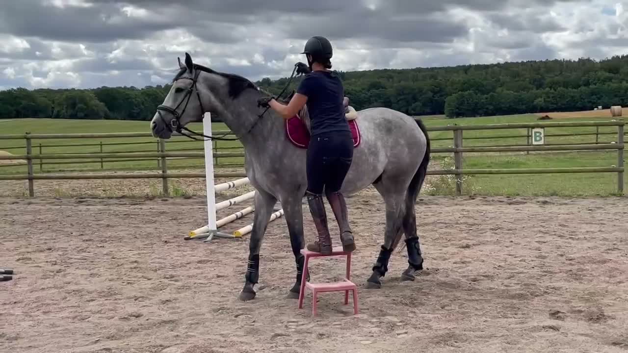 Hoppning hästar till salu: Snäll och trevlig valack, nybesiktigad UA - Video 1