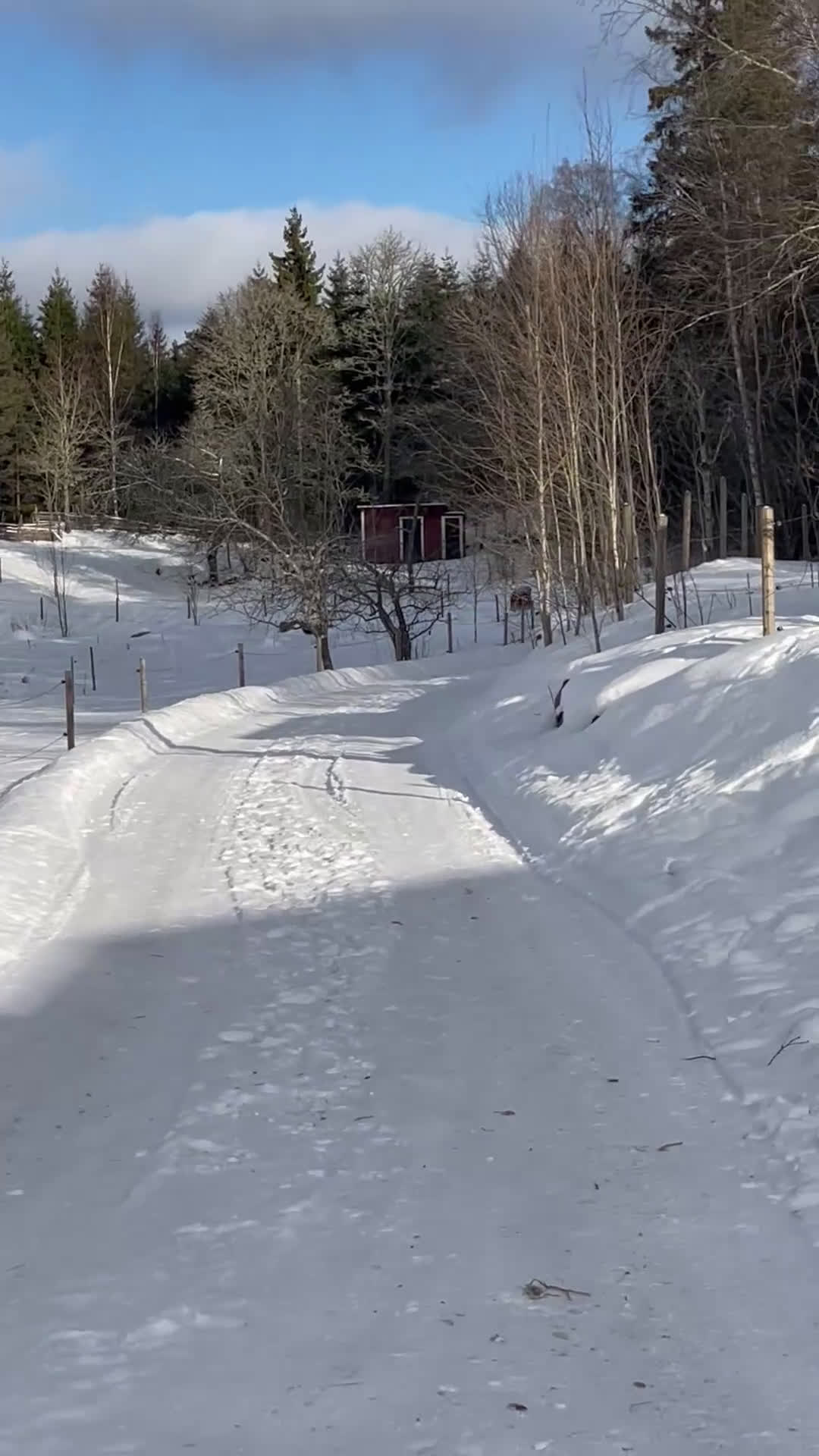 Övrigt hästar till salu: Paddington är nu till salu  - Video 3