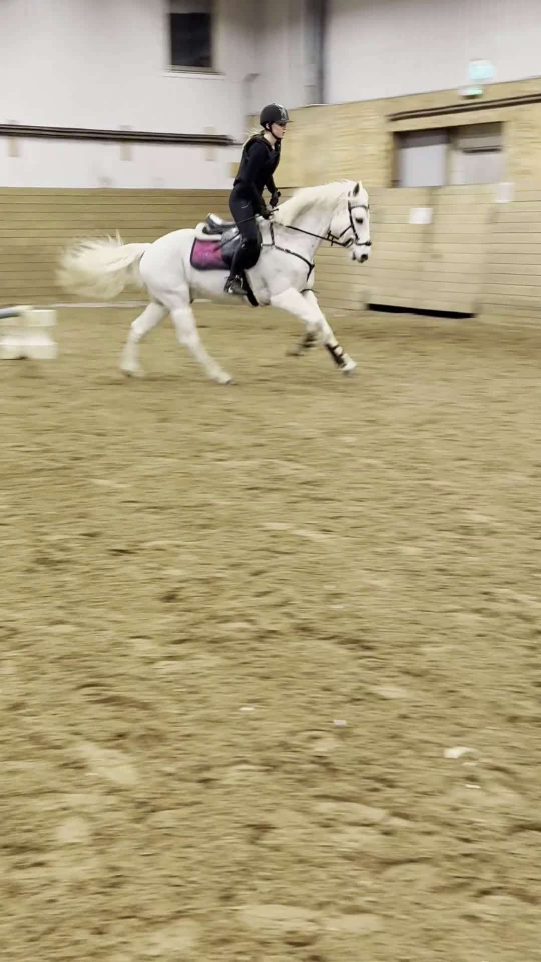 Allround hästar till salu: Snäll valack i Lysekil - Video 3
