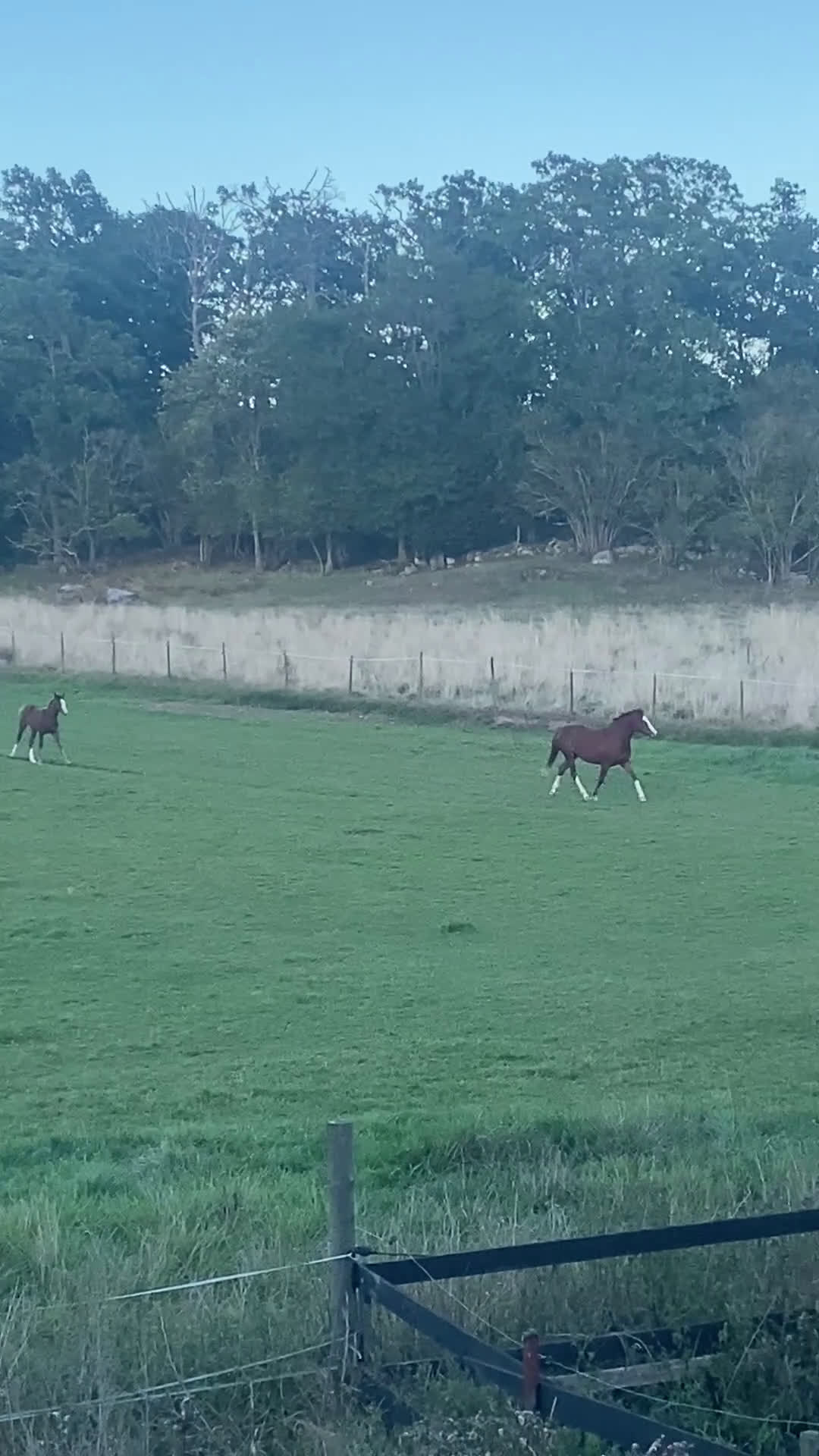 Allround hästar till salu: C-ponny sto welshpartbred-23  - Video 4