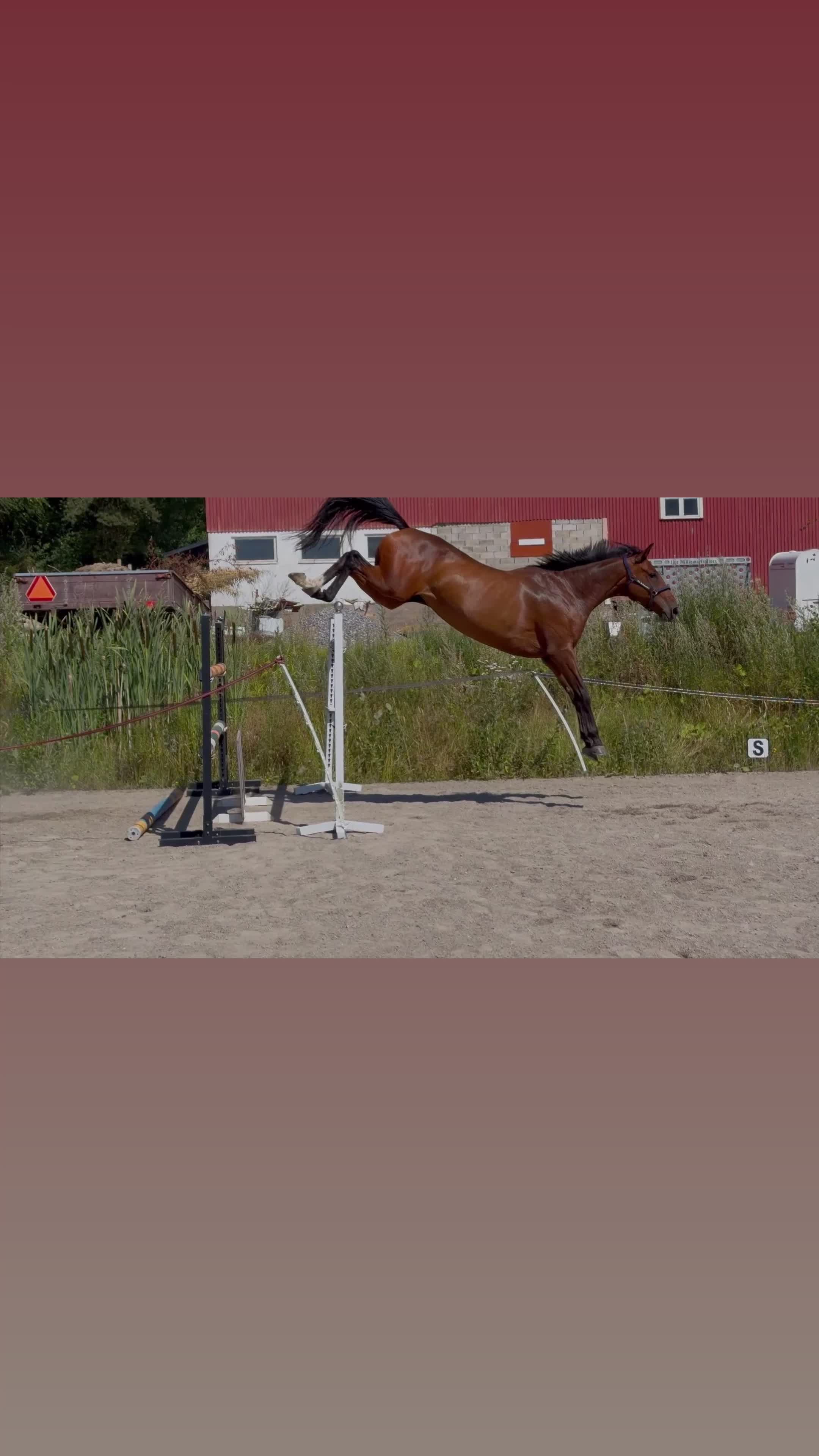 Hoppning hästar till salu: Storhoppande 5-åring  - Video 1
