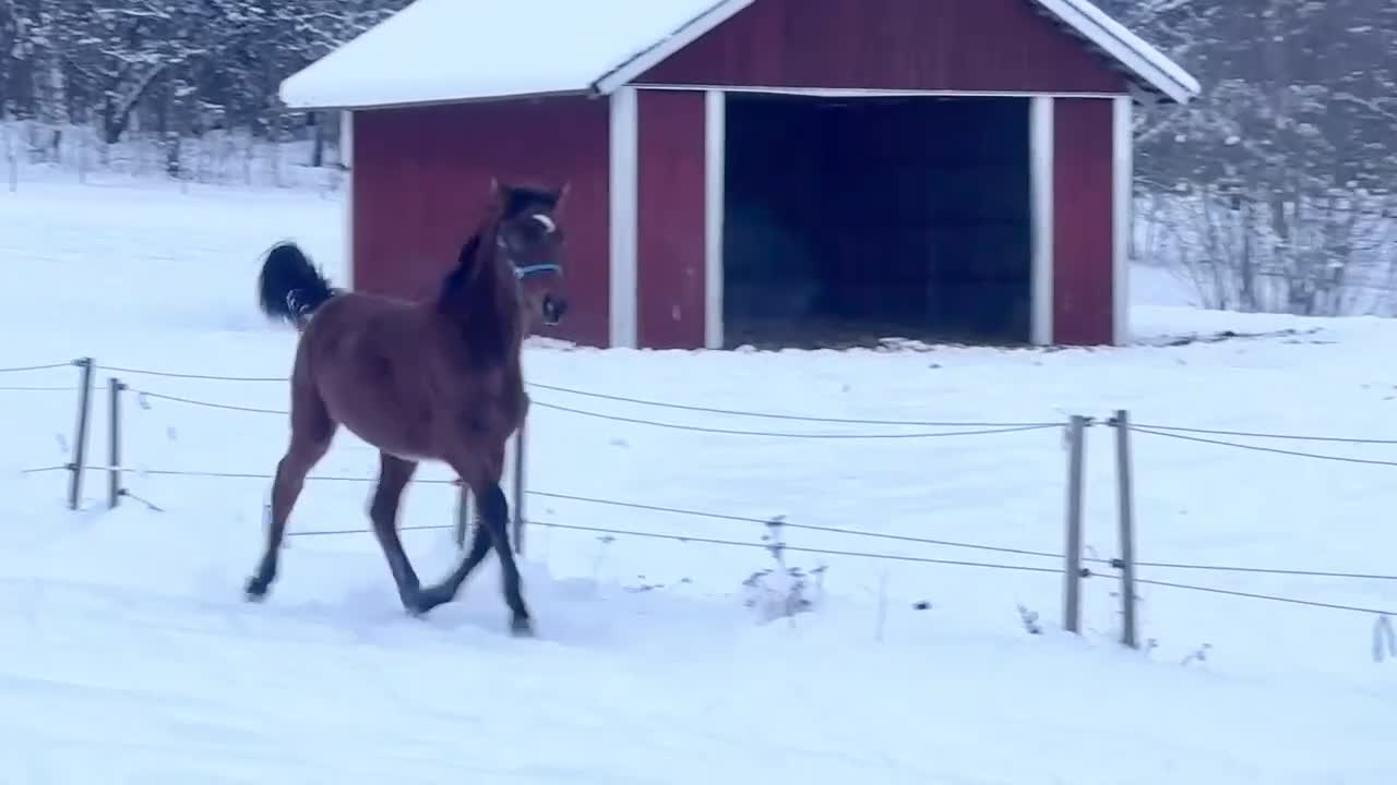 Dressyr hästar till salu: Trevlig valack för dressyrbanan!  - Video 1