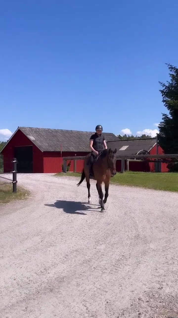 Sällskap hästar till salu: Fantastisk valack säljes som projekt  i Frillesås - Video 1