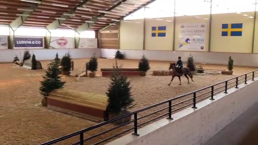 Allround hästar till salu: Maxad B-ponny me kapacitet för de högsta klasserna - Video 2