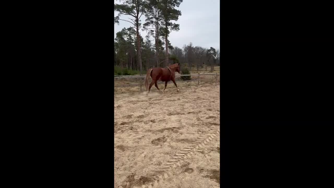 Dressyr hästar till salu: 5-årig valack med mycket utstrålning! - Video 3