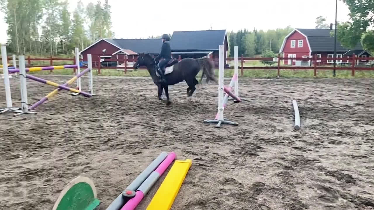 Hoppning hästar till salu: Vackert b-ponnysto i Sala - Video 4