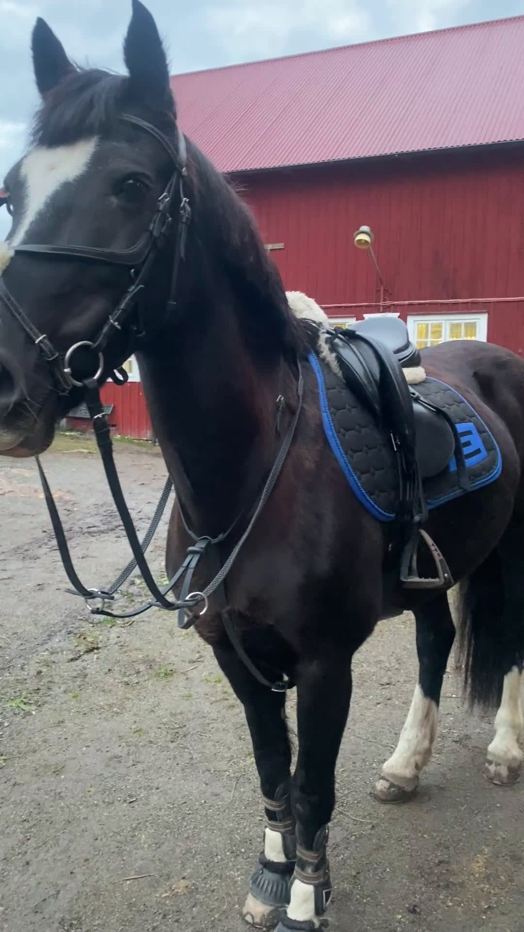 Hoppning hästar till salu: Världens snällaste sto i Drottningholm - Video 1