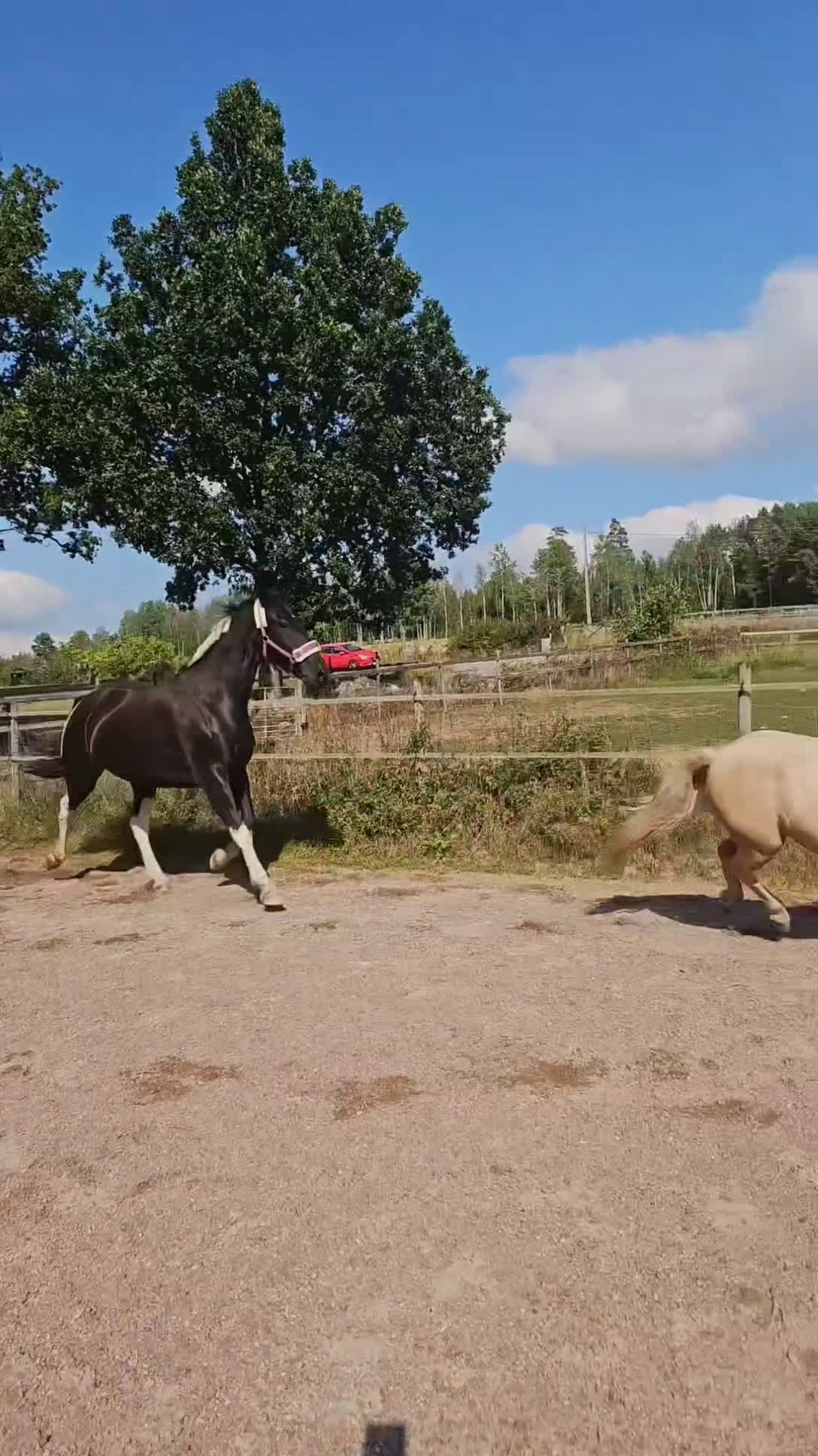 Allround hästar till salu: Vackert Sto i Vimmerby - Video 3
