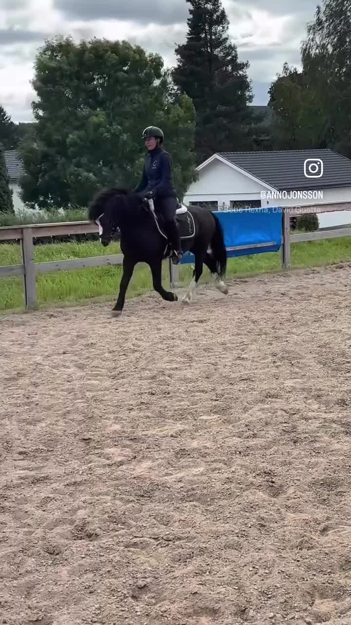 Allround hästar till salu: Welsh mountain med stor pontetial i Falun - Video 3