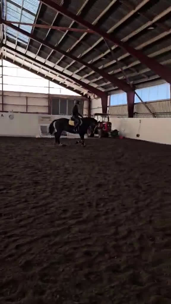 Allround hästar till salu: Trevligt sto i Harplinge - Video 1