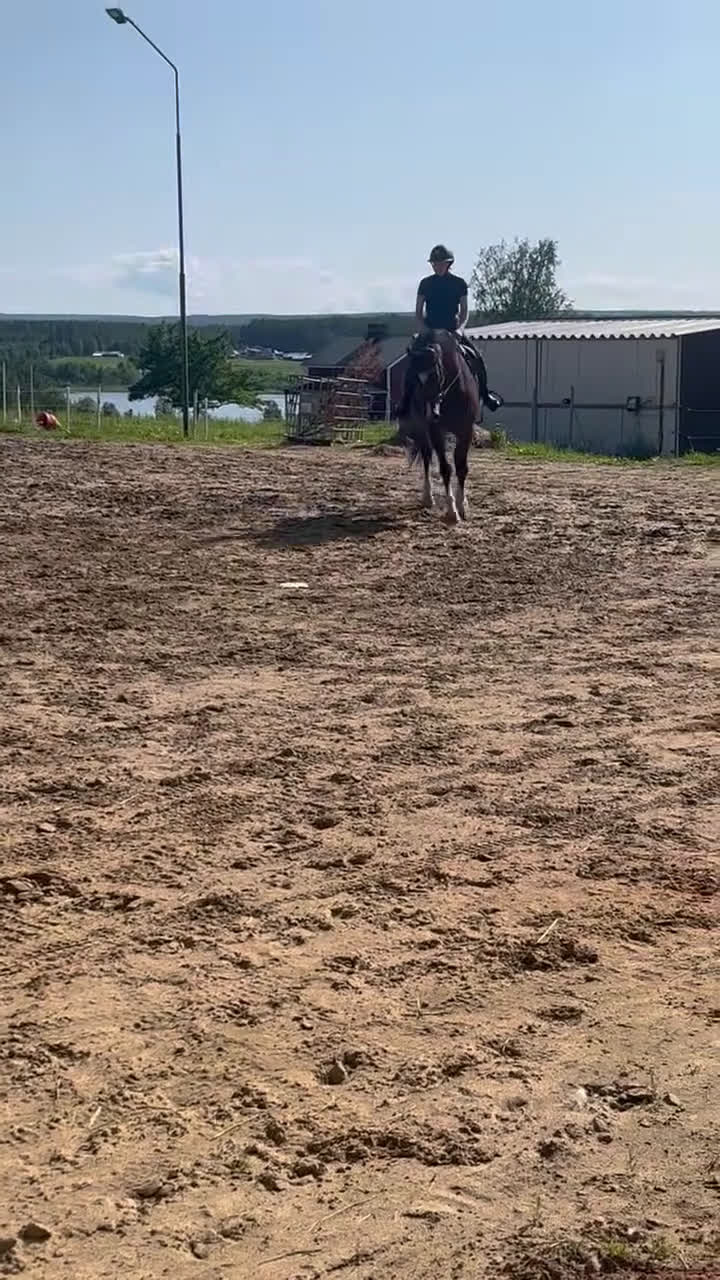 Allround hästar till salu: Hobbyhäst för den mindre pånboken i Burträsk - Video 1
