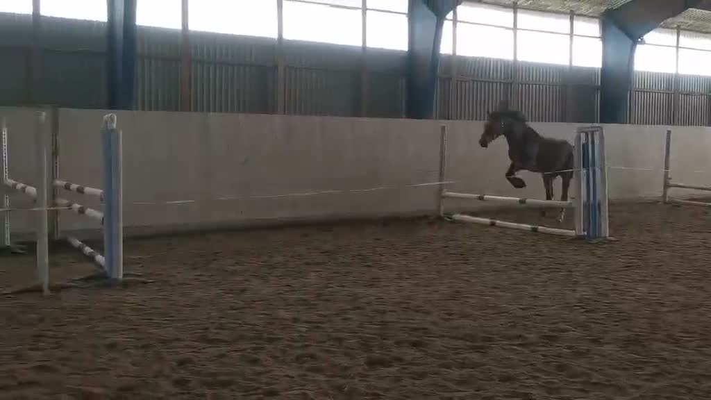 Allround hästar till salu: Snygg valack  - Video 1