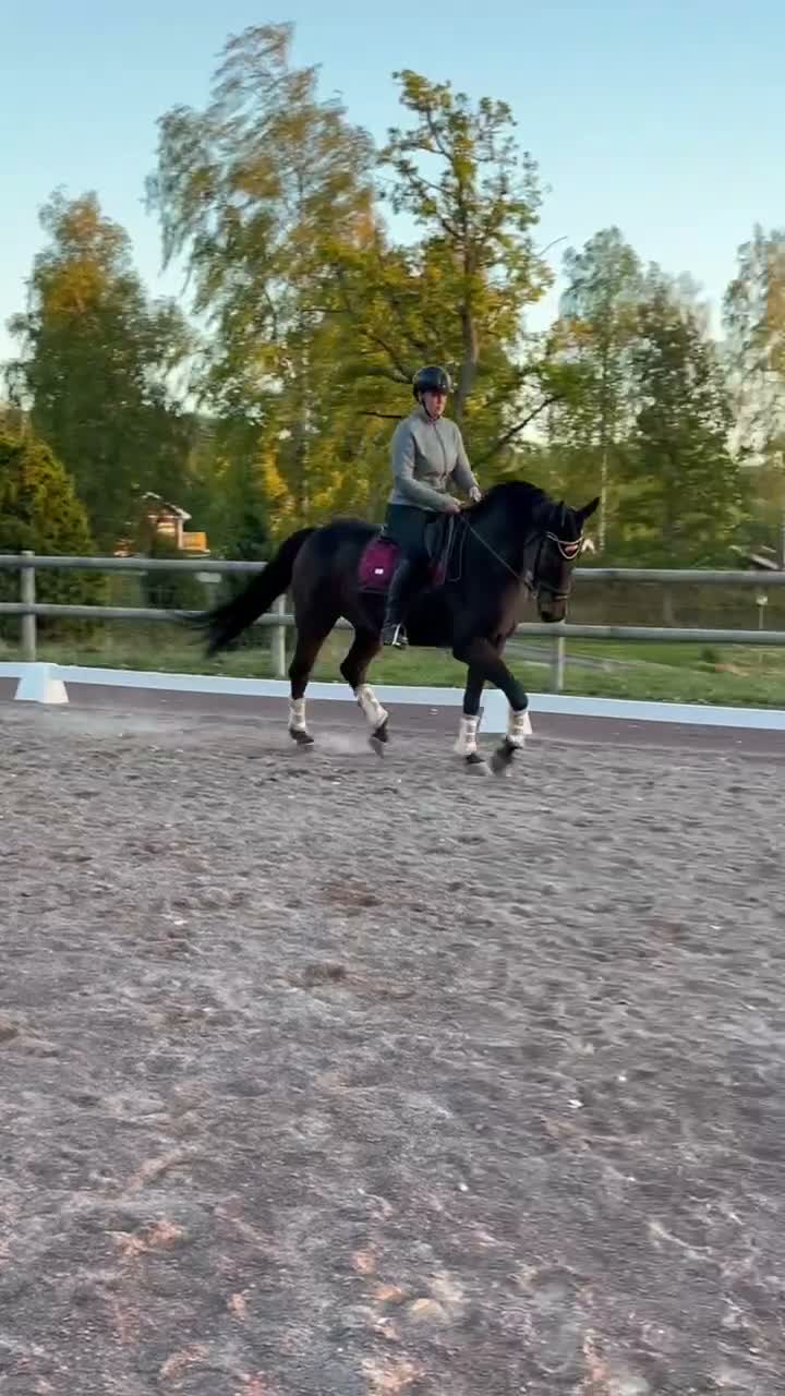 Dressyr hästar till salu: Välutbildad dressyrhäst söker kärleksfullt hem - Video 1