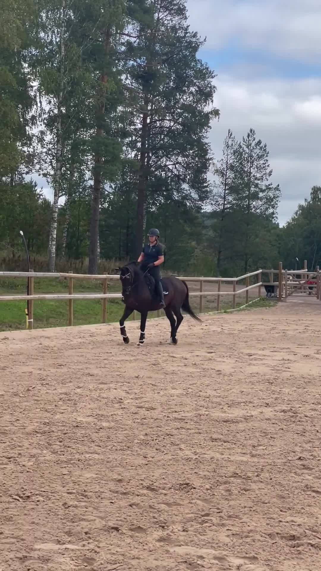 Dressyr hästar till salu: Snäll och utvecklingsbar valack - Video 2