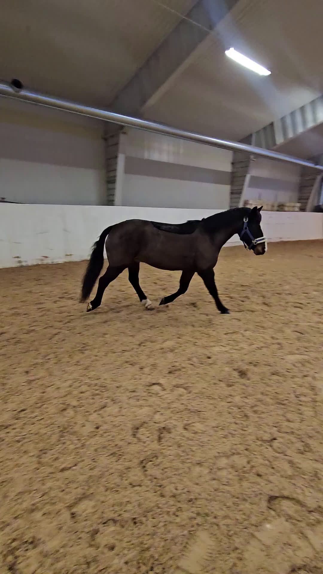 Dressyr hästar till salu: B-ponny med potential ⭐️ - Video 1