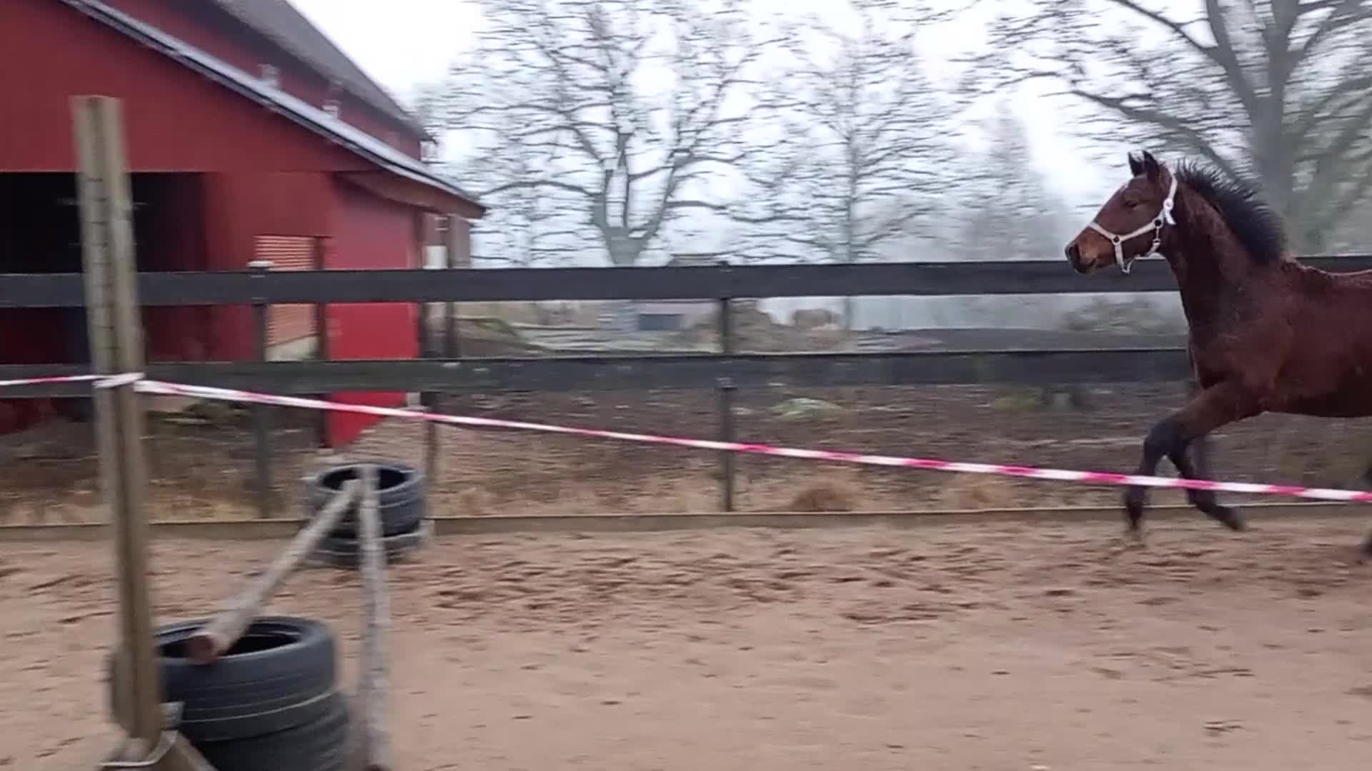 Allround hästar till salu: SWB val f 2024. Fint temperament och härlig gång! - Video 3