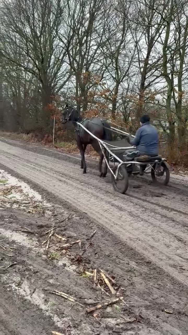 Trav hästar till salu: Topp stammad 2 års sto - Video 2