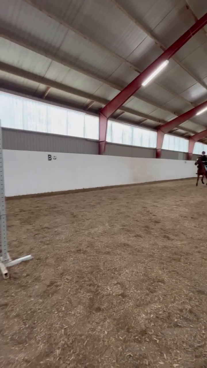 Allround hästar till salu: Fantastisk B-ponny  i Malmö - Video 2