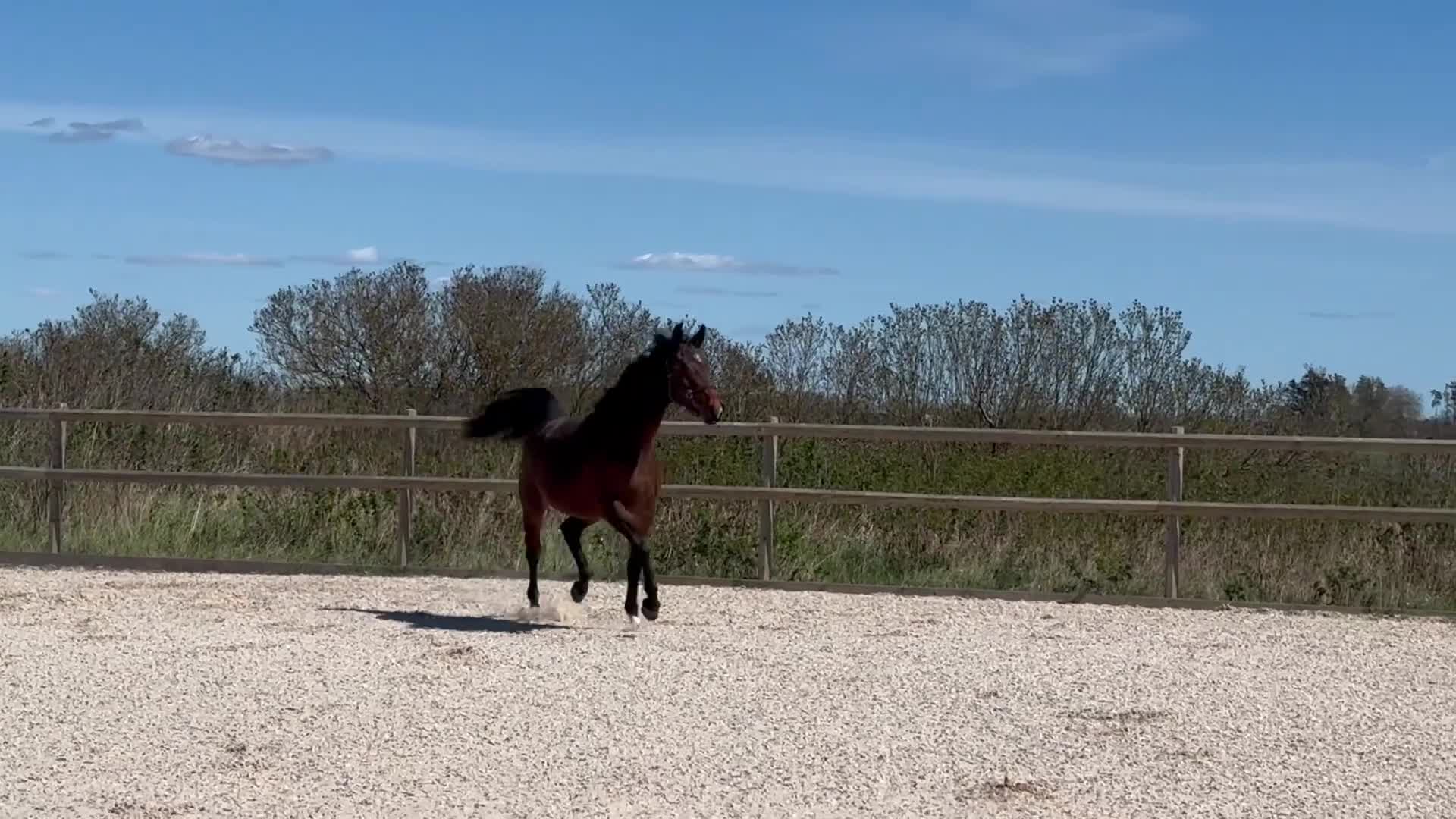 Dressyr hästar till salu: Välutvecklad 2-åring med välmeriterat möderne - Video 1