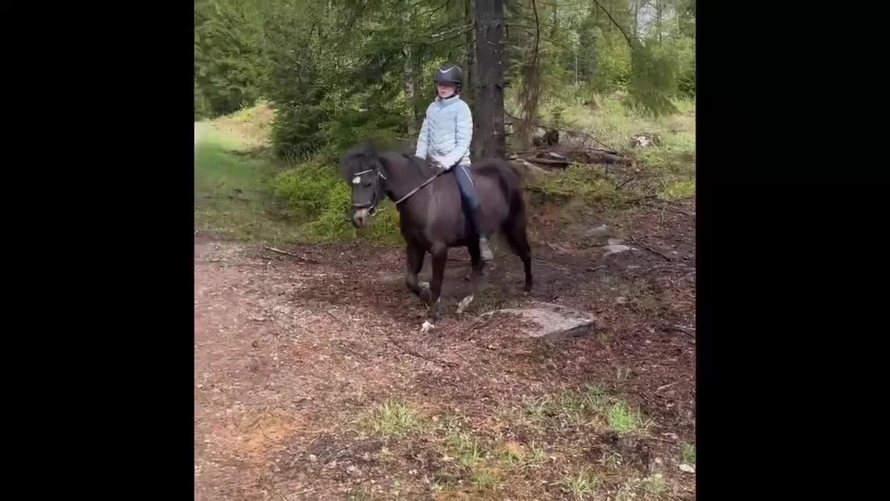 Allround hästar till salu: Bponny Allround körning/hopp/dressyr - Video 2