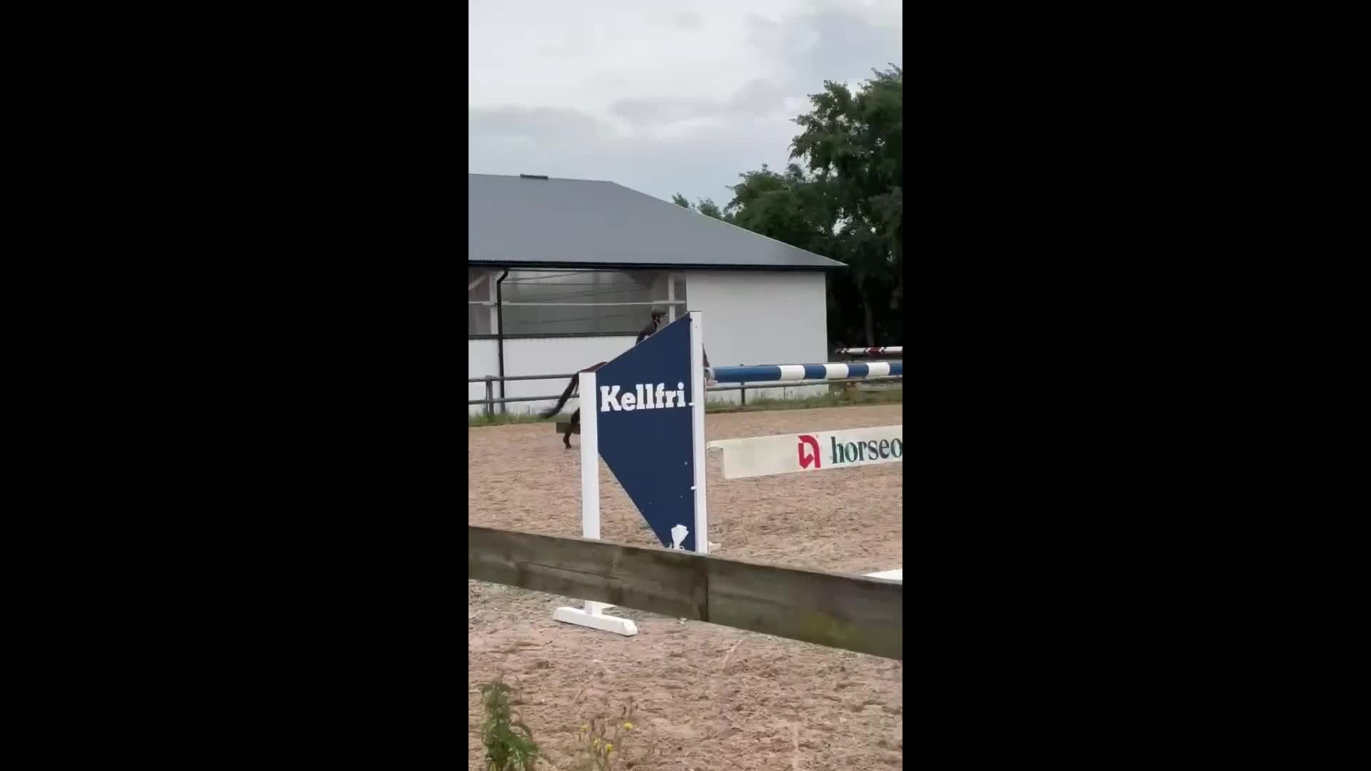 Allround hästar till salu: välridet och energiskt sto i Västerås - Video 5