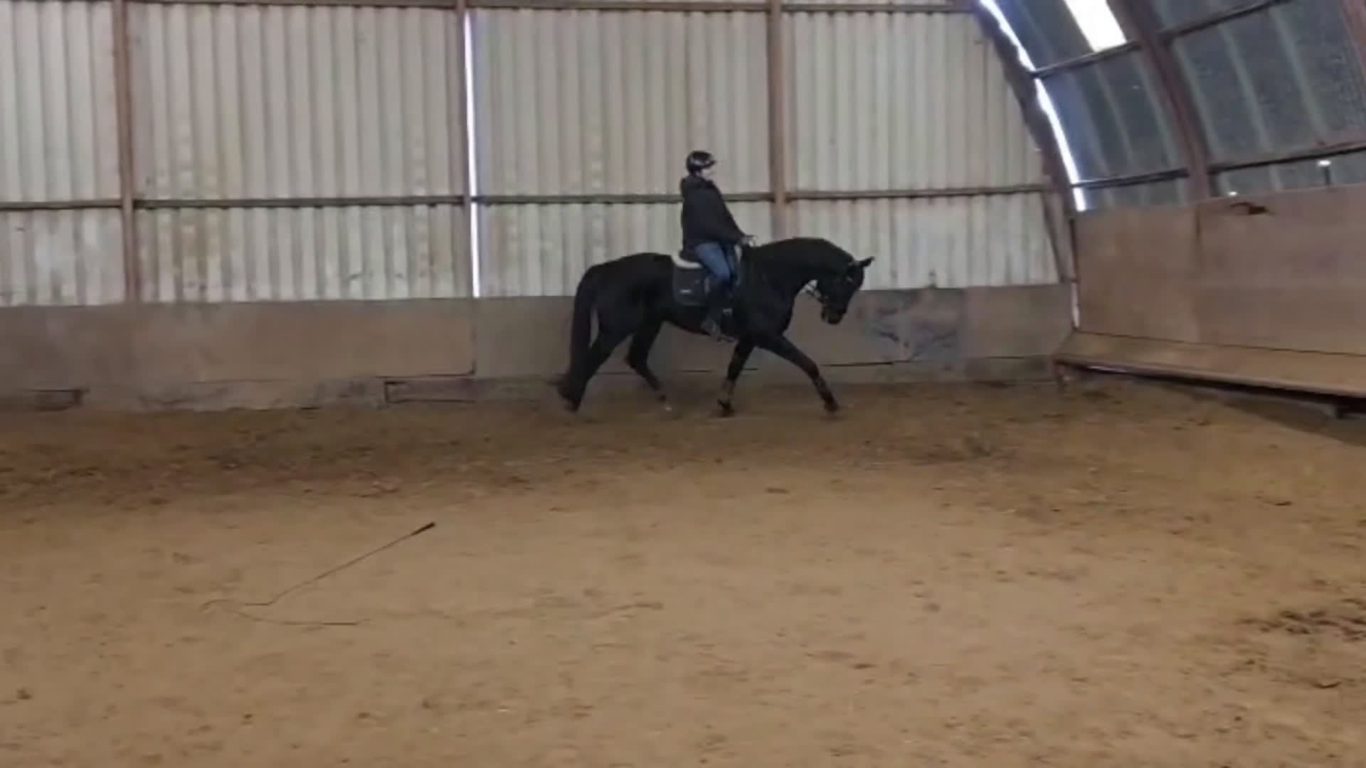 Allround hästar till salu: Trevlig valack - Video 3