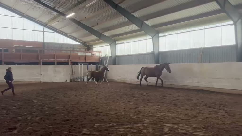 Dressyr hästar till salu: Framtida dressyrstjärna! - Video 1