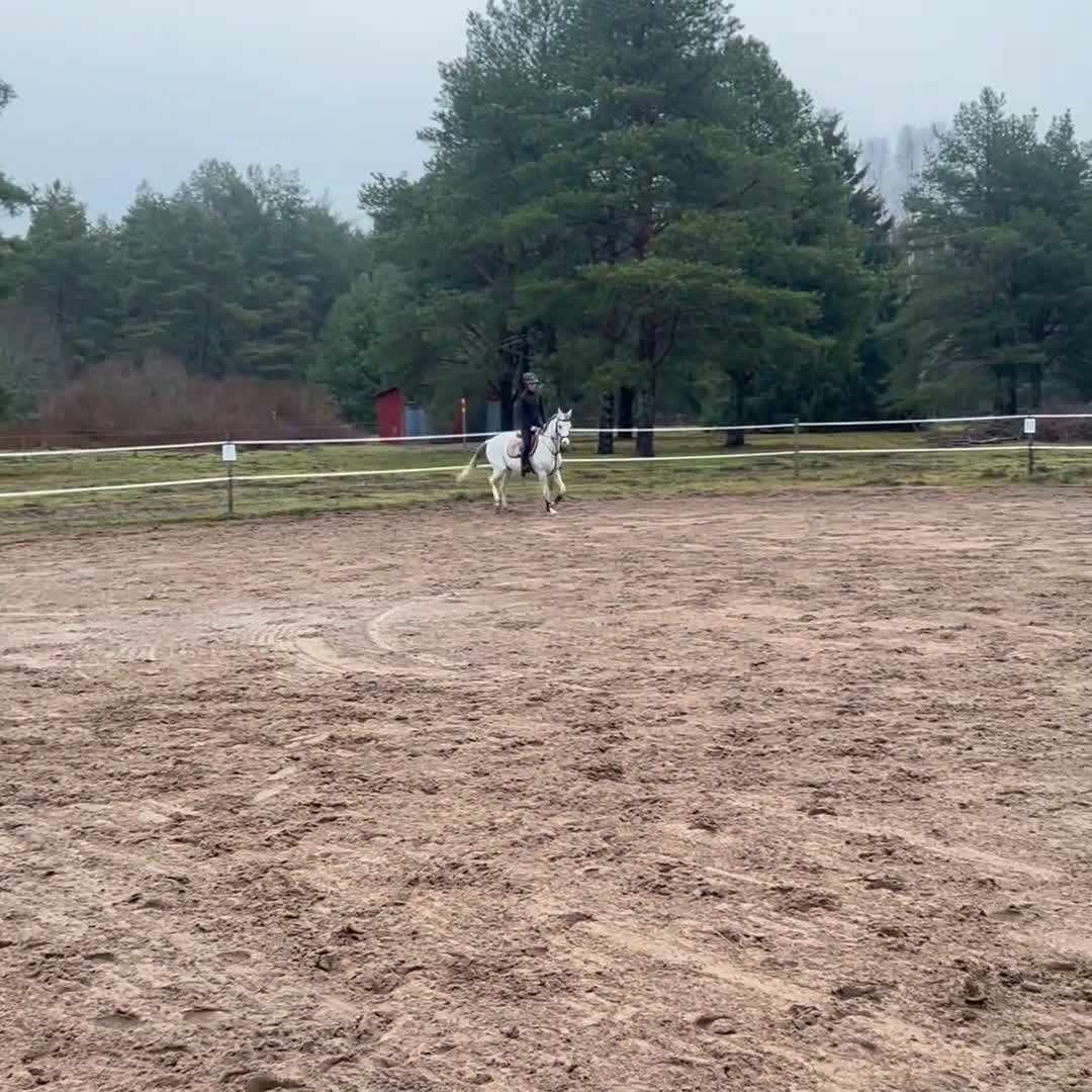 Allround hästar till salu: Mångsidig C-ponny i Älvkarleby - Video 1