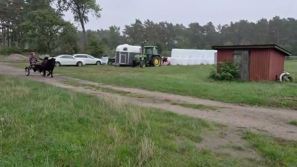 Allround hästar till salu: En riktig kompis - Video 2