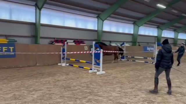Hoppning hästar till salu: Otroligt trevlig lovande treåring - Video 3