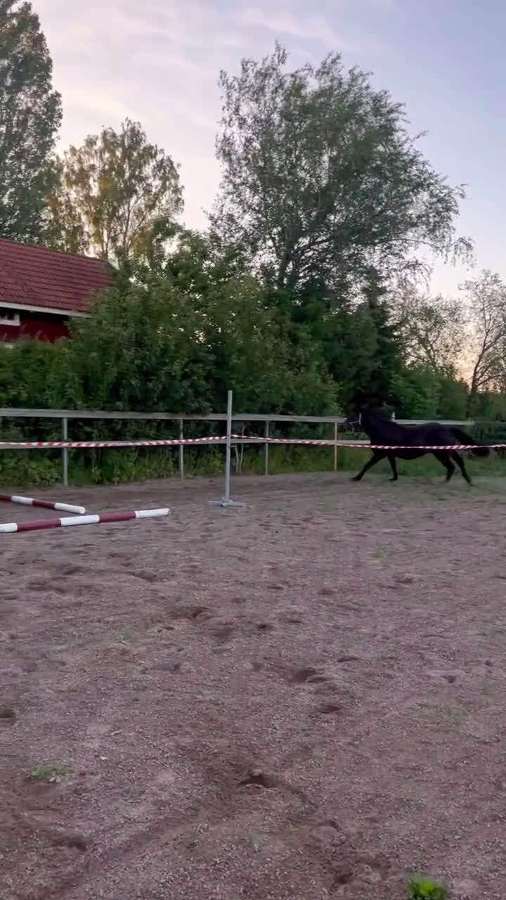 Hoppning hästar till salu: Sto -23 Kanon temperament! i Väring - Video 5