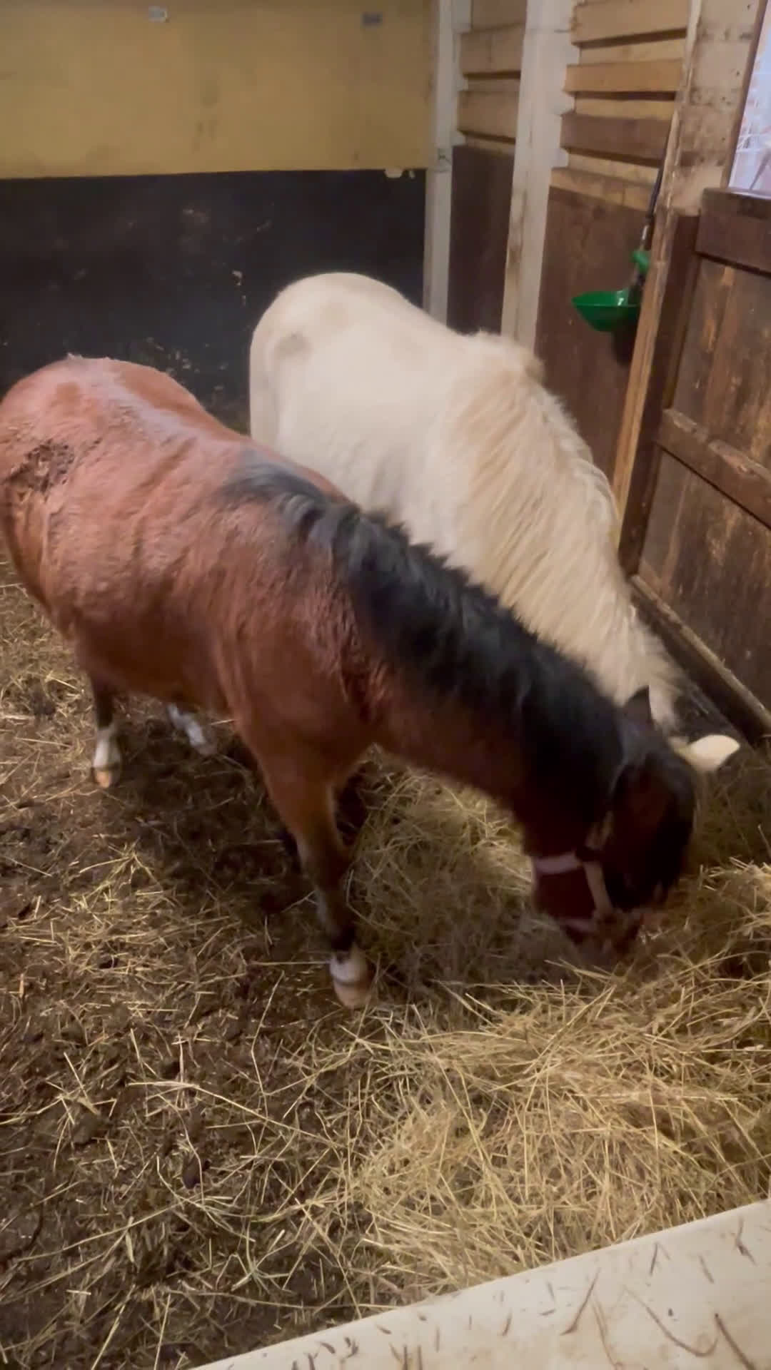 Allround hästar till salu: 2 goa grabbar söker nya hem.  i Trollhättan - Video 1