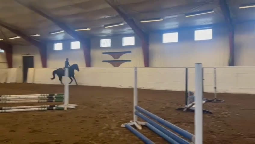 Hoppning hästar till salu: SWB 4åring - Video 2