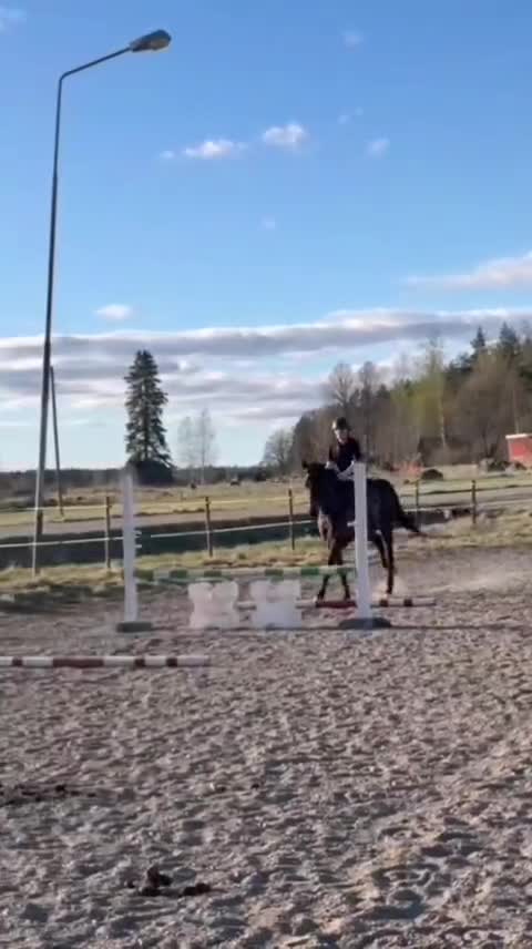 Allround hästar till salu: Hoppglatt fullblodsto i Heby - Video 1