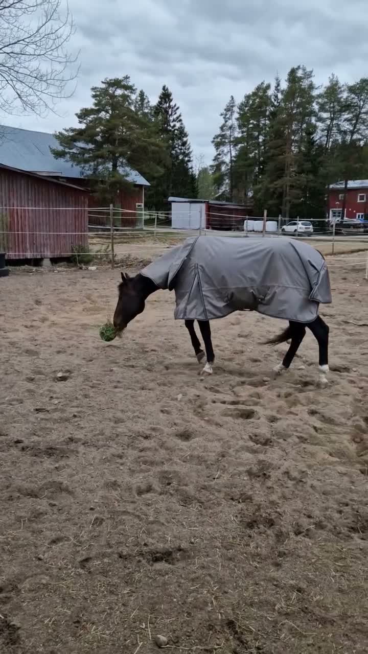 Sällskap hästar till salu: Vacker kille söker sitt för evigt hem! i Umeå - Video 3