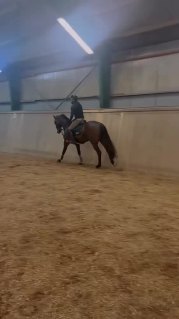 Allround hästar till salu: Intressekoll på Fin hopp/allround häst - Video 4