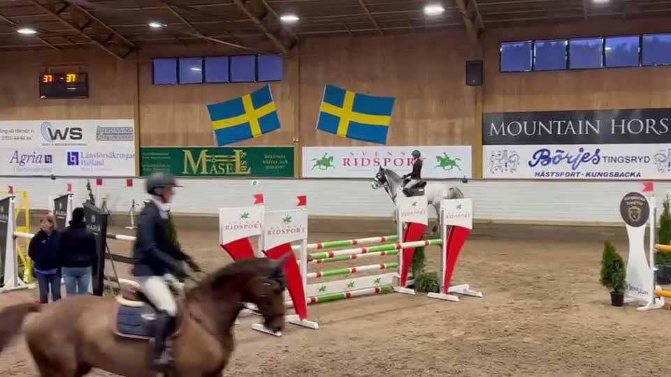 Hoppning hästar till salu: Charmigt sto för den erfarna ryttaren - Video 2