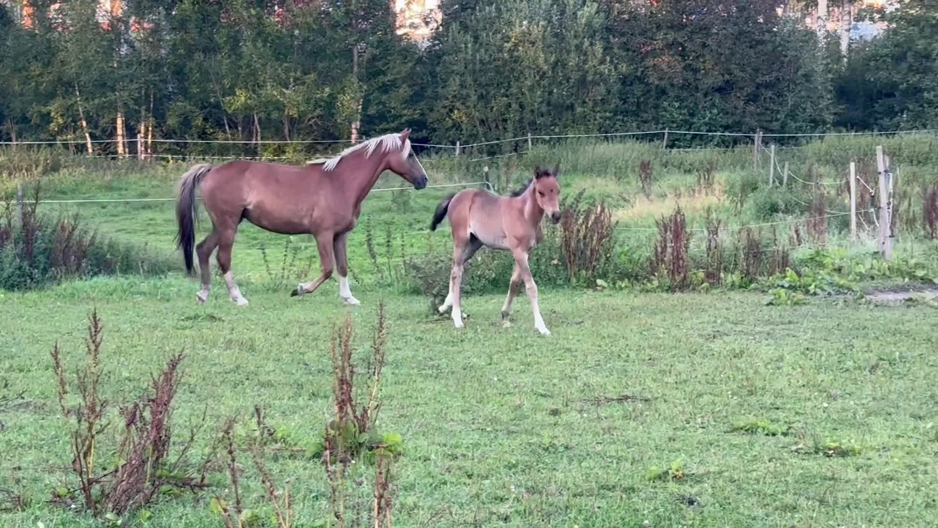 Allround hästar till salu: Blivande D ponny sto i Vimmerby - Video 1