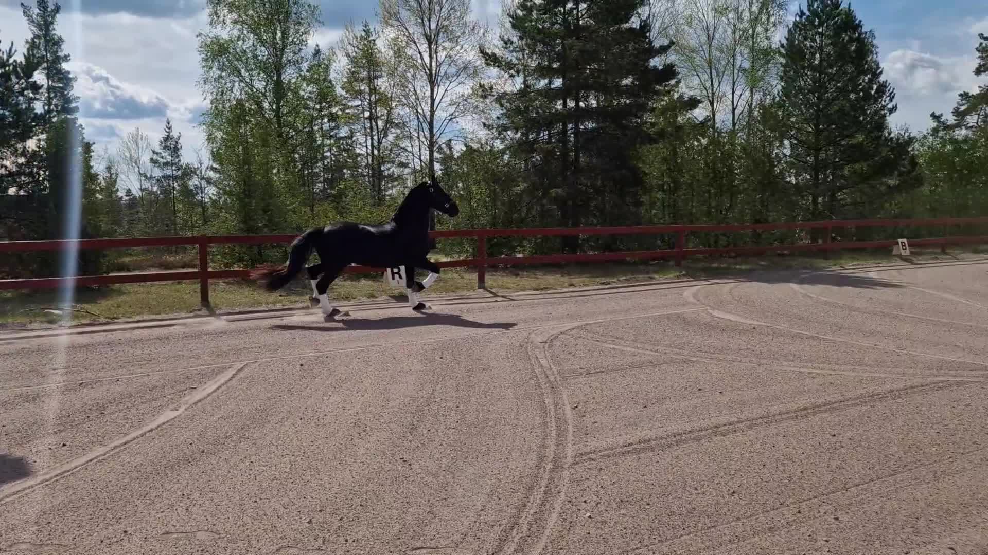 Dressyr hästar till salu: Frieser valack med bra gångarter! - Video 1