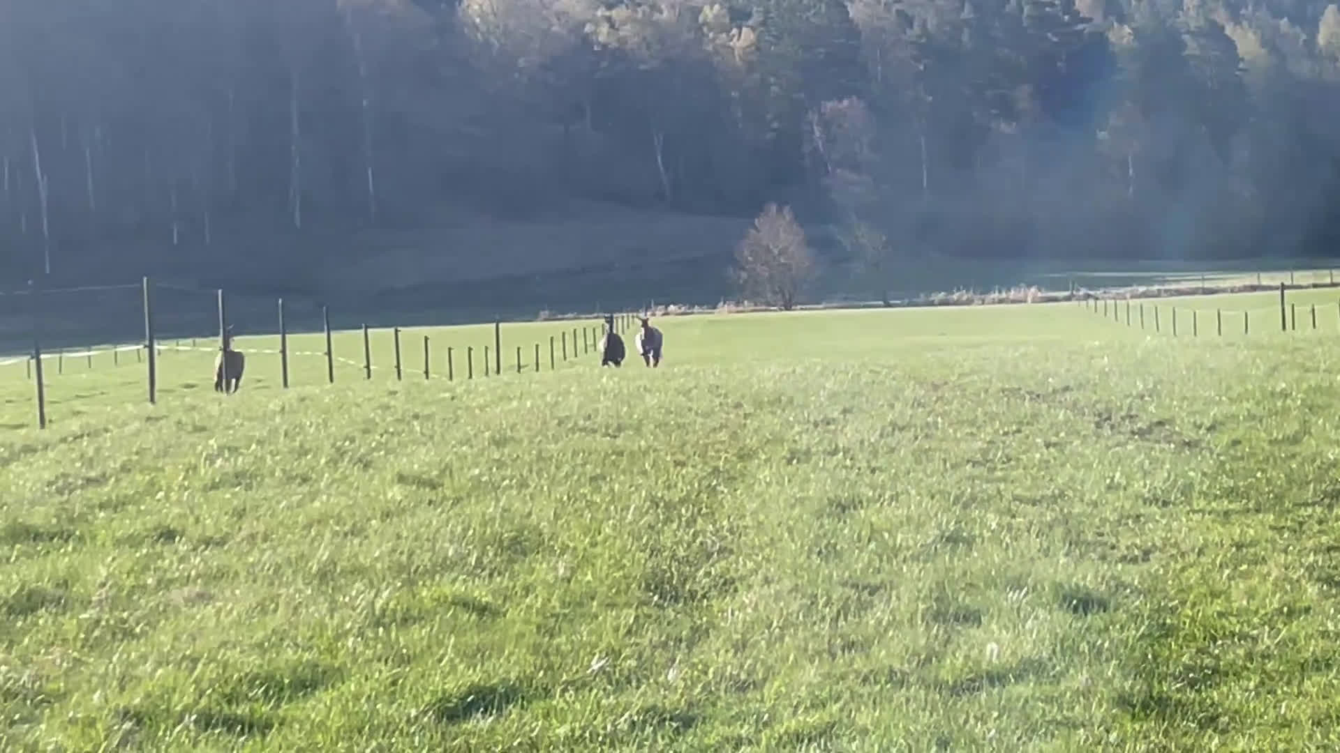  stallplats finnes: Stallplats med ridhus i Stenungsund i Ucklum - Video 1