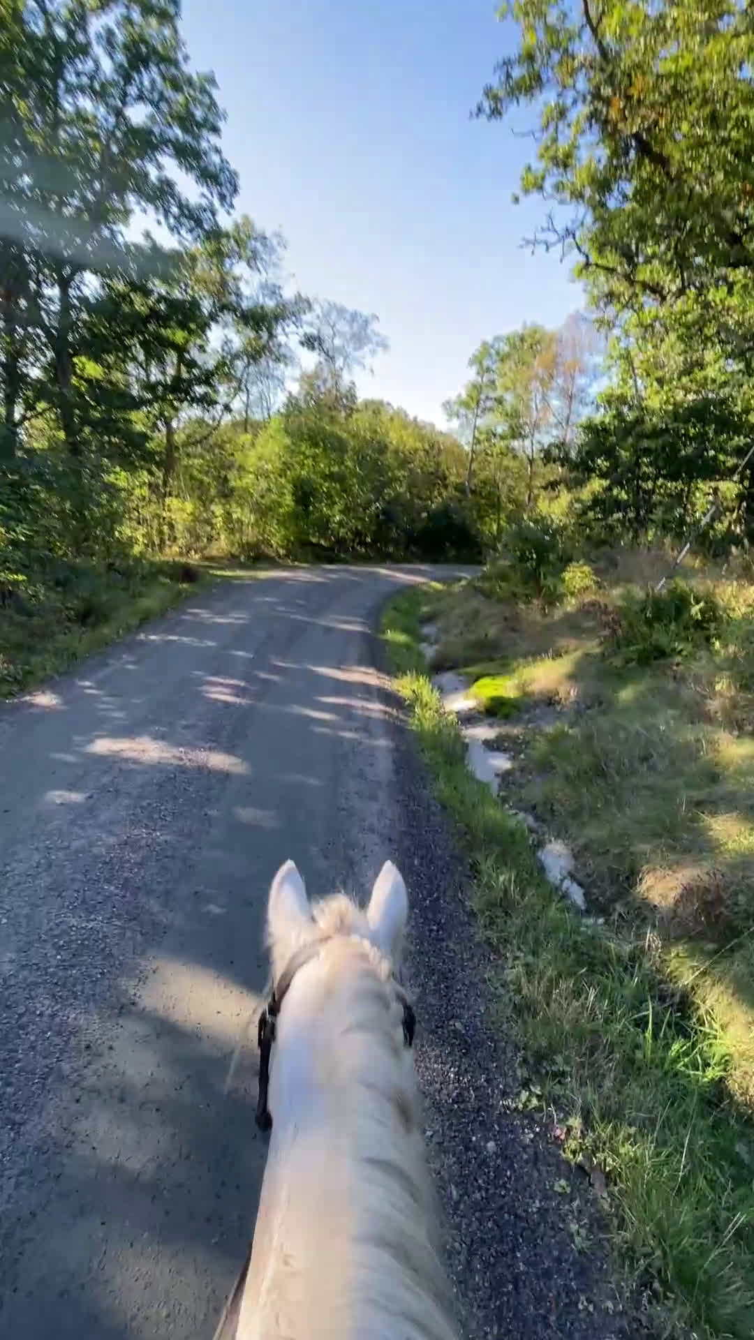 Allround hästar sökes: Söker medryttarhäst⭐️ i Öjersjö - Video 4