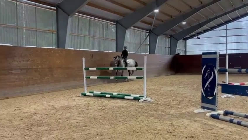 Hoppning hästar till salu: Otroligt fin hopphäst för framtiden! - Video 1