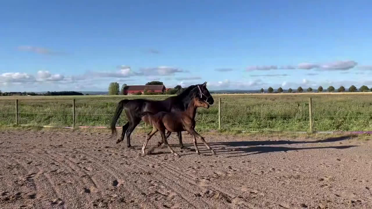 Dressyr hästar till salu: Hingstföl efter Hesselhöj Donkey Boy i Ängelholm - Video 2