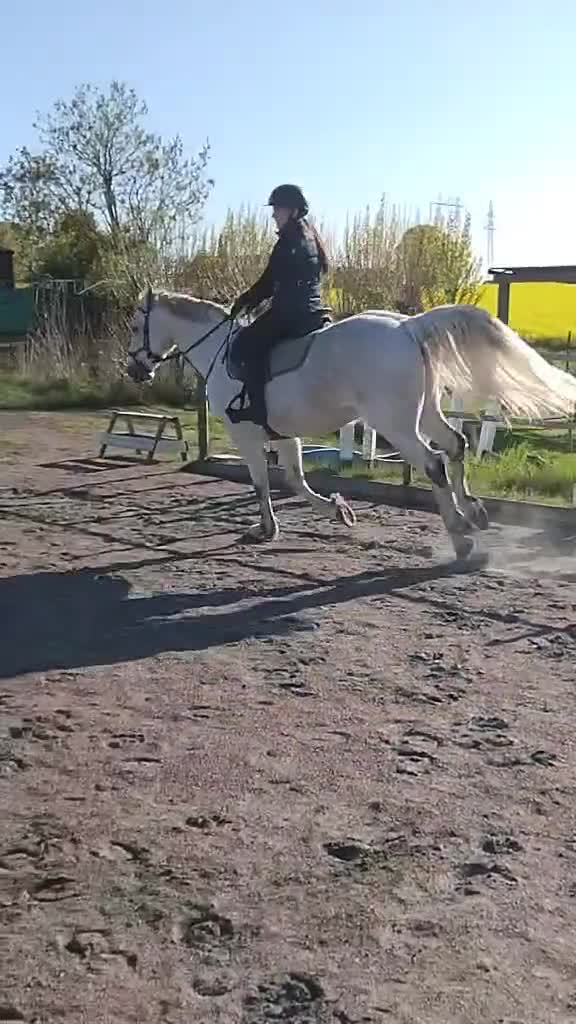 Allround hästar till salu: Toppen läromästare / mor&dotter i Malmö - Video 4