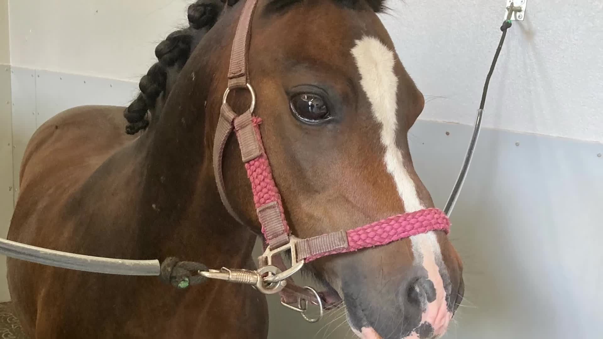 Allround hästar till salu: Drömponny med kapacitet för både hopp och dressyr! - Video 1