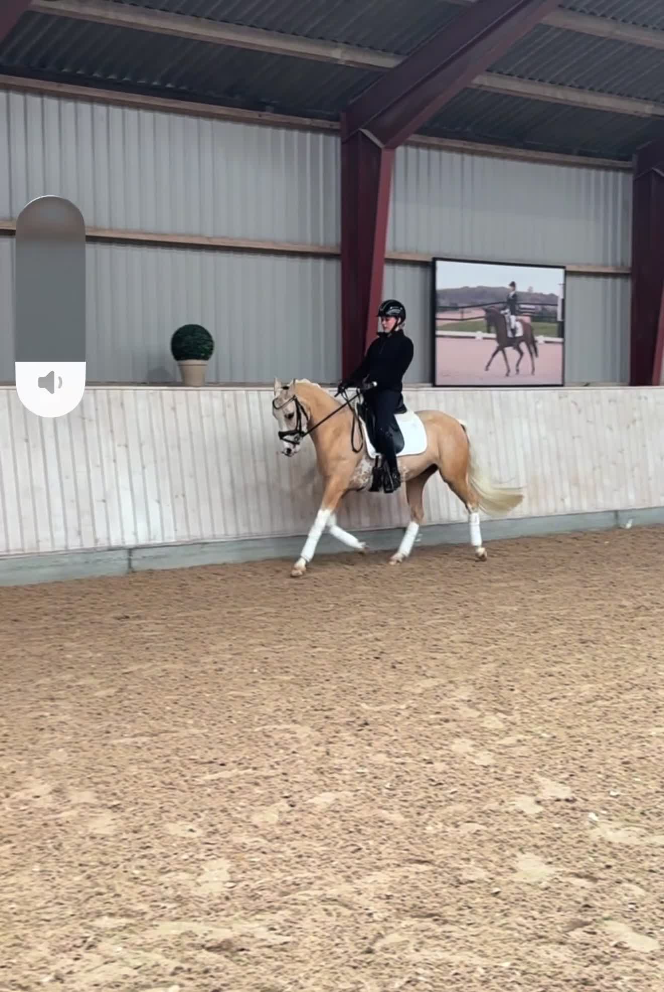 Dressyr hästar till salu: Upcoming kat. 2 pony sælges  - Video 1